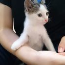 2匹の子猫の里親募集です - 伊勢市