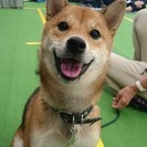 愛犬のしつけ教室　開催中 - 大田区