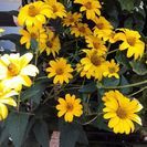 お取引相談中／【ムベの庭先】黄色い花　🌻　苗のお渡しは5月中旬頃
