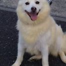 ハスキー とポメラニアン のmixのポンスキー犬 2歳の女の子 Yuki0115 船橋のその他の里親募集 ジモティー