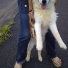 ハスキー♂とポメラニアン♀のMIXのポンスキー犬二歳の白に茶色の...