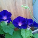 【ムベの庭先】紫の花　ビロード状の花は朝９時頃にしぼみます💠コン...