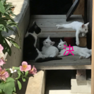 ５月産まれ白猫２匹 - 会津若松市