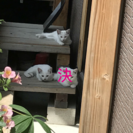 ５月産まれ白猫２匹 - 猫