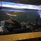 アロワナ 120cmx60cm 水槽セット