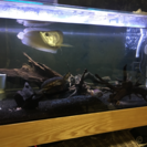 アロワナ 120cmx60cm 水槽セット