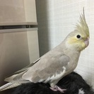 迷いインコ探してます。