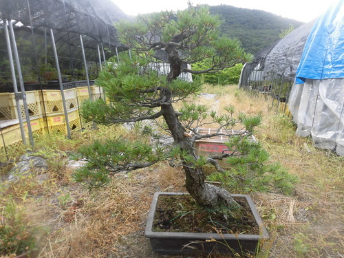 唐松園　大型盆栽吾妻五葉松