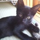 二ヶ月の黒猫子猫ちゃん(♂)の画像