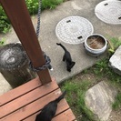 かわいい子猫 3ヶ月 5匹 黒猫ちゃんです^ ^