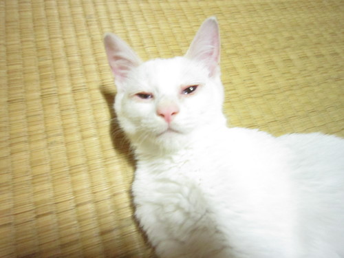 7 18最新写真追加 生後４ヶ月になった白猫もらって下さい Hiro 珠洲の猫の里親募集 ジモティー