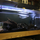 アロワナ 120cmx60cm 水槽セット