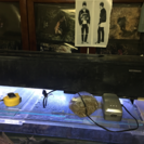 アロワナ 120cmx60cm 水槽セット