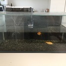 金魚と水槽