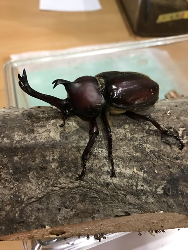 カブトムシ♂Ｌサイズ♀フリーをペアで (ちくちく) 金沢のその他の中古 