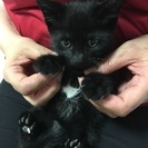 生後2ヶ月とっても可愛い黒猫です！