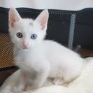 生後1.5～２ヵ月　オス　白猫オッドアイ　２匹一緒を希望します　...