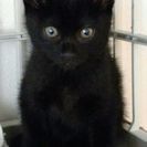 黒猫❤️２ヶ月半7月23日(日)の譲渡会にだします。黒猫は複数います。