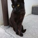 黒猫の女の子の里親様募集中です − 滋賀県