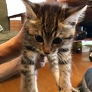 子猫のしろちゃん♀(3ヶ月) - 飯田市