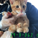 【里親募集】萩市保健所 生後4ヶ月の兄弟猫4匹が収容されています