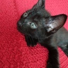 黒猫 2ヶ月 ♂ - 小松市