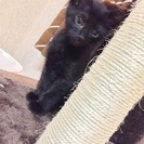黒猫 2ヶ月 ♂ - 猫