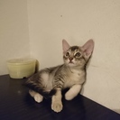 【募集終了します】5/10生まれ（生後2ヶ月）アビシニアン&アメショMIXの仔猫(4匹) - 川崎市