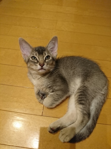 募集終了します 5 10生まれ 生後2ヶ月 アビシニアン アメショmixの仔猫 4匹 まさお 川崎の猫の里親募集 ジモティー