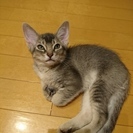【募集終了します】5/10生まれ（生後2ヶ月）アビシニアン&アメショMIXの仔猫(4匹) − 神奈川県