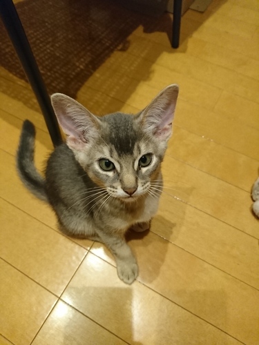 募集終了します 5 10生まれ 生後2ヶ月 アビシニアン アメショmixの仔猫 4匹 まさお 川崎の猫の里親募集 ジモティー