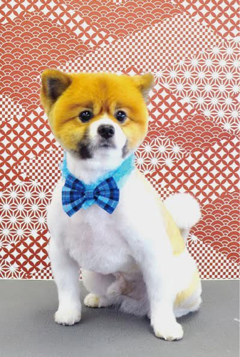 ポメラニアンのモデル犬募集 はーちゃん 大阪の犬の無料広告 無料掲載の掲示板 ジモティー