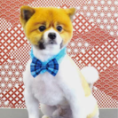 ポメラニアンのモデル犬募集 - 大阪市