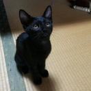 ３ヶ月の黒猫(オス) 里親さん募集します