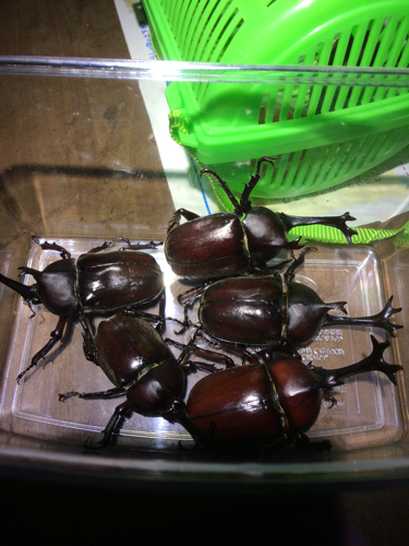 カブトムシ オス メス クワガタ オス メス メガバス 北九州のその他の中古あげます 譲ります ジモティーで不用品の処分