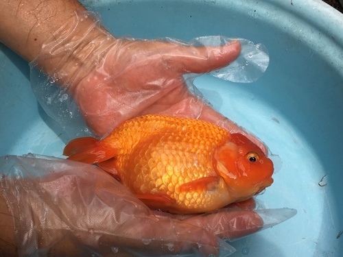 金魚の激安販売
