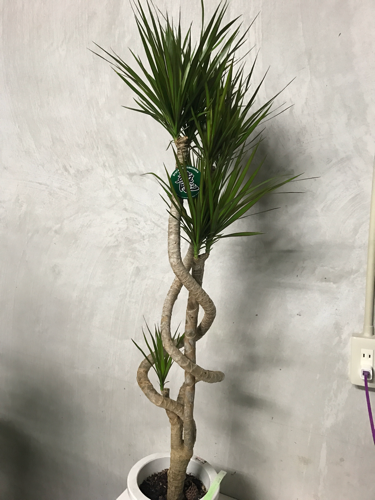 コンシンネ 龍◆観葉植物◆インテリアグリーン◆雑貨