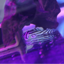 インペリアルゼブラプレコ ワイルド 熱帯魚