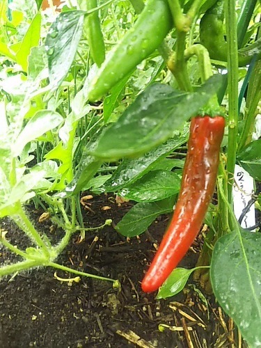 韓国唐辛子 自家栽培 おはぎ 高崎のその他の中古あげます 譲ります ジモティーで不用品の処分