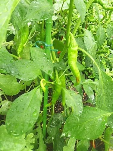 韓国唐辛子 自家栽培 おはぎ 高崎のその他の中古あげます 譲ります ジモティーで不用品の処分