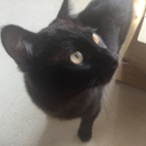約一歳 黒猫の画像