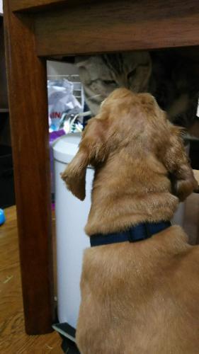 保護犬に第２の犬生を かねやす 所沢の犬の里親募集 ジモティー