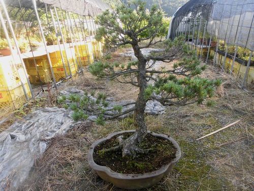 唐松園　大型盆栽五葉松であります。威風堂々とした五葉松