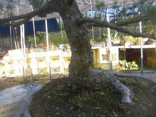 唐松園　大型盆栽五葉松であります。威風堂々とした五葉松