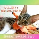 ☆あまあまな保護っ仔たちとお幸せに☆ − 埼玉県