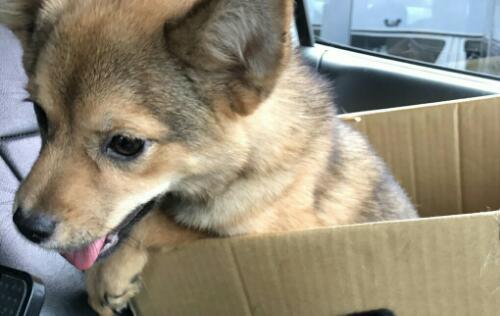 急ぎ募集かわいい犬です (ざぶーん) 今治のその他の里親募集｜ジモティー