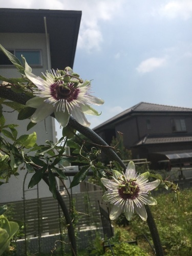 耐寒性抜群の夏に咲く花 観葉植物 トケイソウ クリアスカイ ポット 1苗 Making 越谷のその他の中古あげます 譲ります ジモティーで不用品の処分