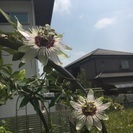 耐寒性抜群の夏に咲く花 観葉植物 トケイソウ(クリアスカイ) ポ...