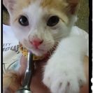 生後１ヶ月の茶白の子猫ちゃん