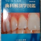 ウォールフェルの歯科解剖学図鑑　最新第8版 （ガイアブックス）